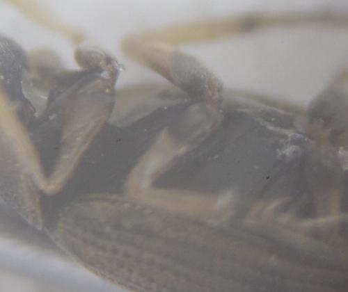 Berosus affinis